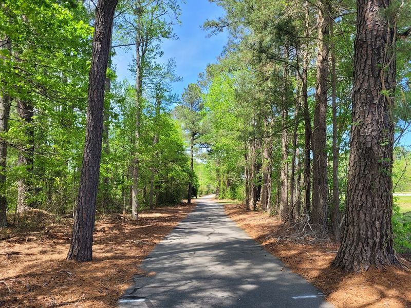 Dismal Swamp Trail, South Mills
