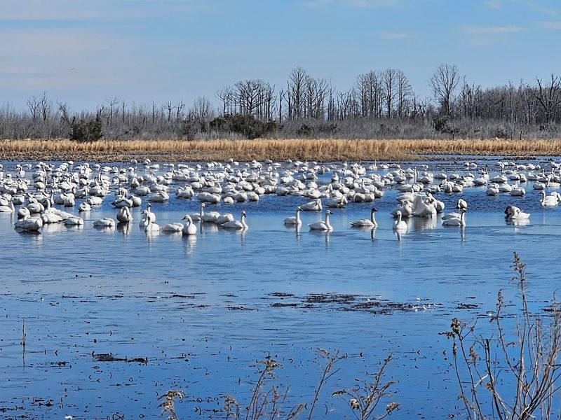 Pocosin Lakes National Wildlife Refuge