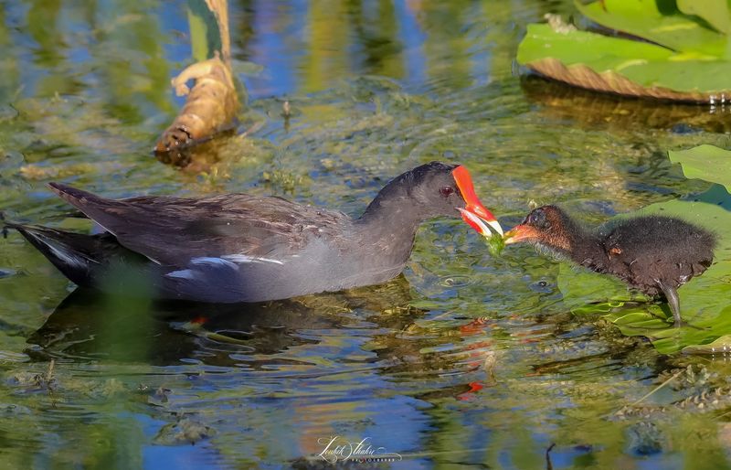 Birds That You Must See