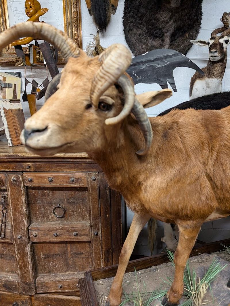 Taxidermy That Stops People Mid-Step