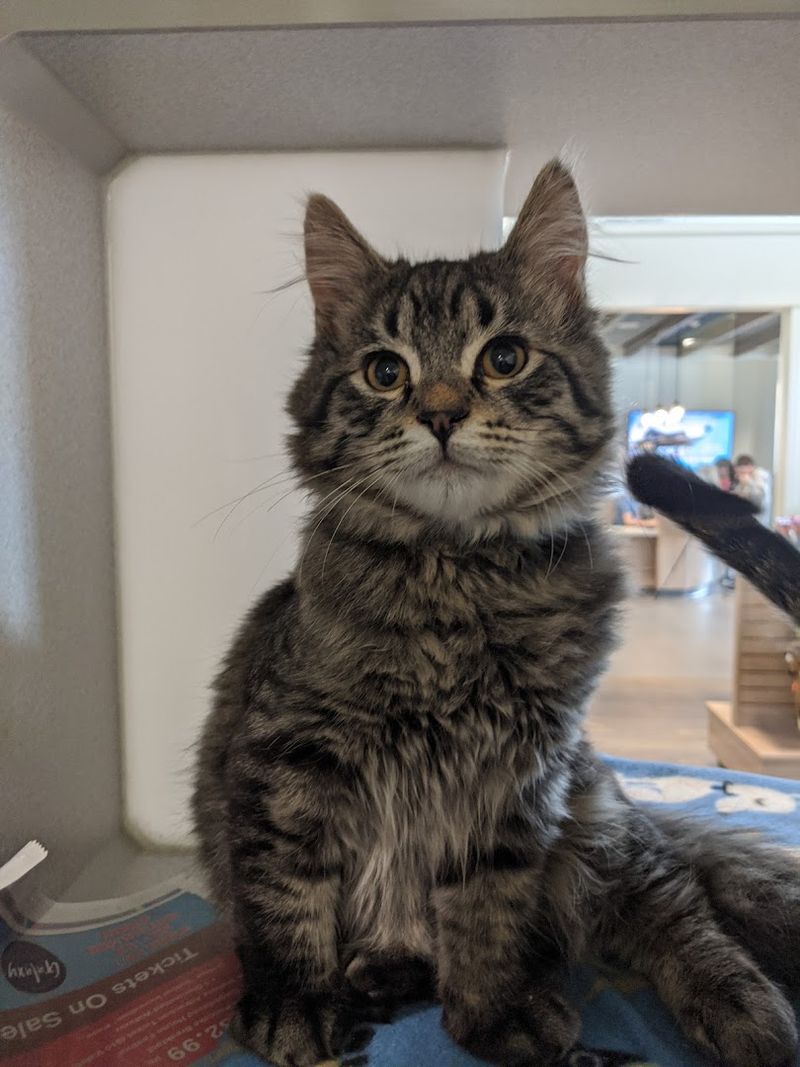 Idaho Humane Society