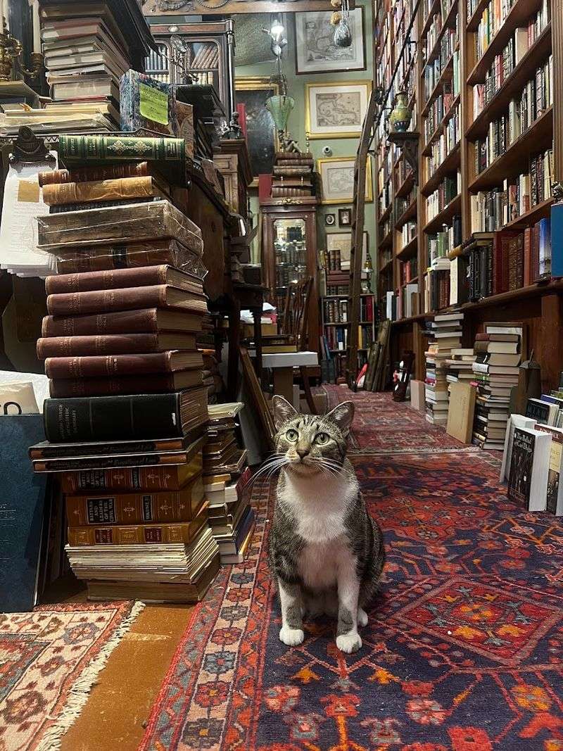 The Resident Shop Cat Adds To The Cozy Feel