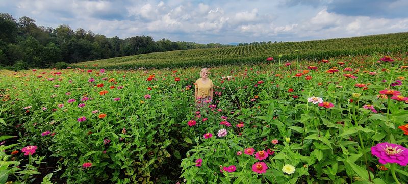 Seasonal Corn Maze And Farm Activities