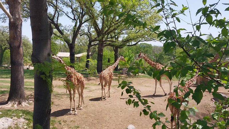 10 Nebraska Day Trips From Lincoln You Will Love In 2026 - Decor Hint Omaha's Henry Doorly Zoo And Aquarium