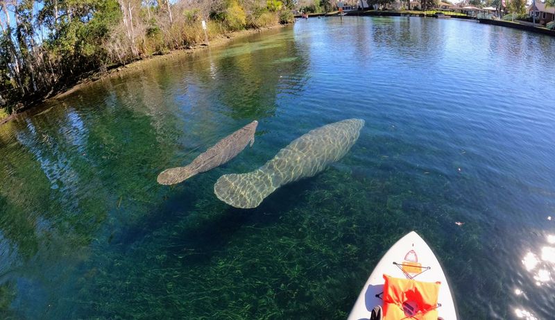 Kayaking Through Crystal River