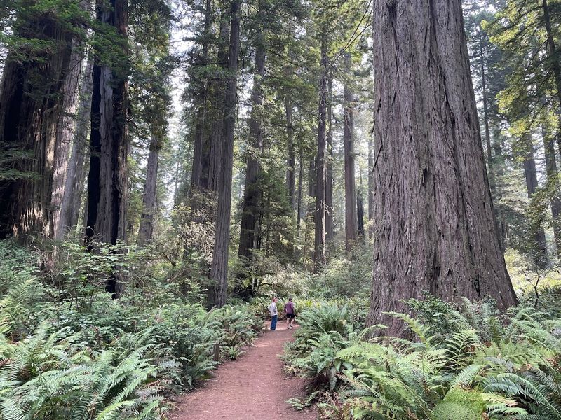 Humboldt Redwoods State Park Founders Grove Nature Loop