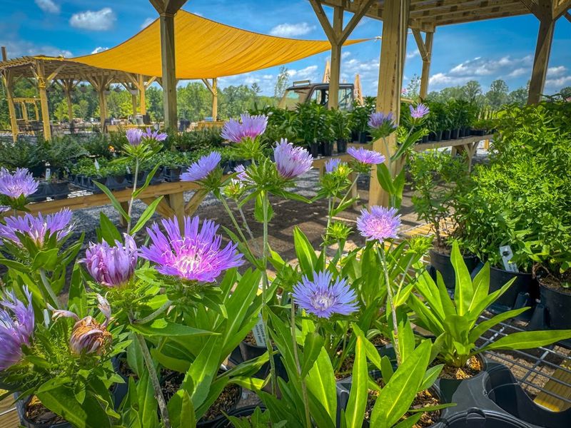 This North Carolina Nursery Turns Backyards Into Wildflower-Filled Wildlife Havens - Decor Hint Turn A Plain Corner Into Pollinator Real Estate
