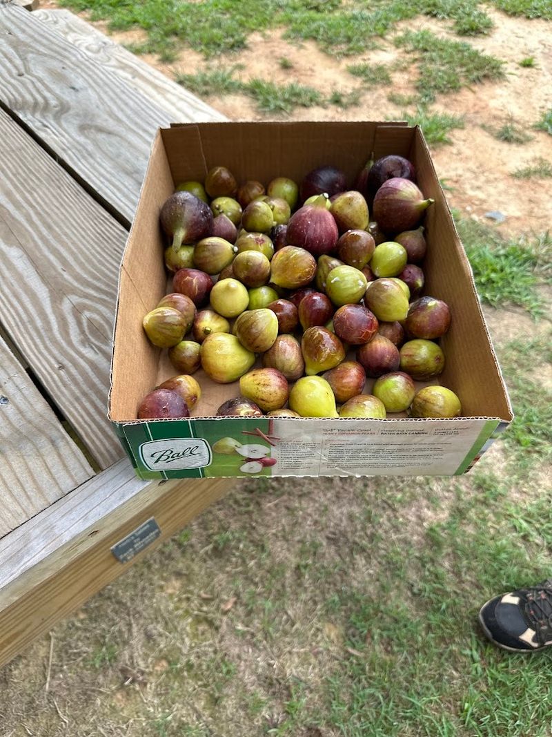 McLawland Farms Makes Fig Season Feel Like A Charlotte Surprise
