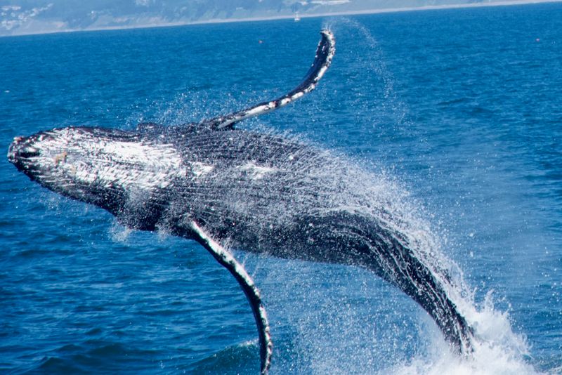 Moss Landing, Moss Landing Harbor