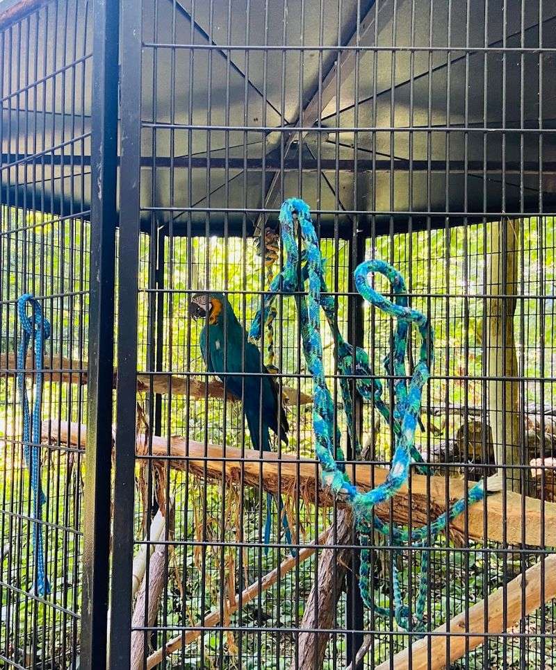 Exotic Birds That Talk Back