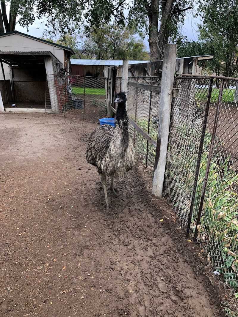 Lawson's Emu-Z-Um, Grand View