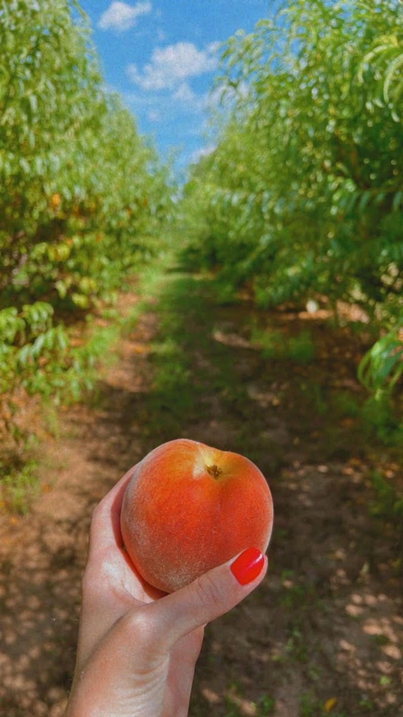Hundreds Of Peaches To Choose From Each Season