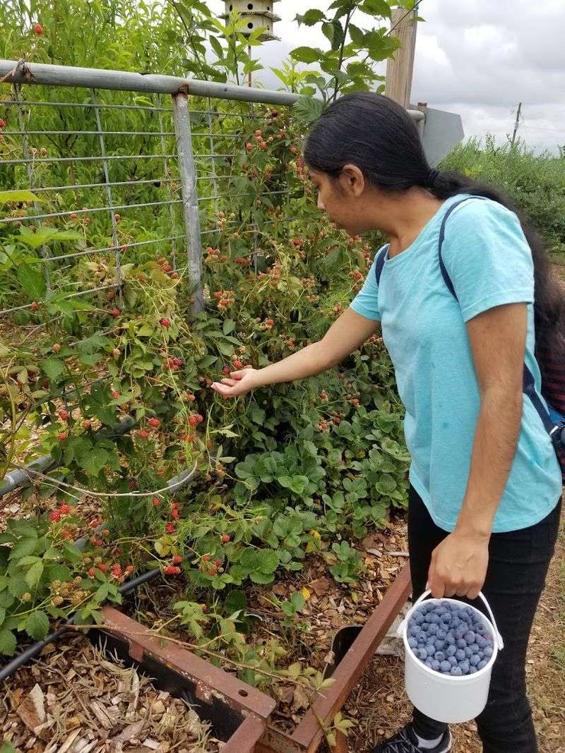 U-Pick Blueberries Straight From The Field