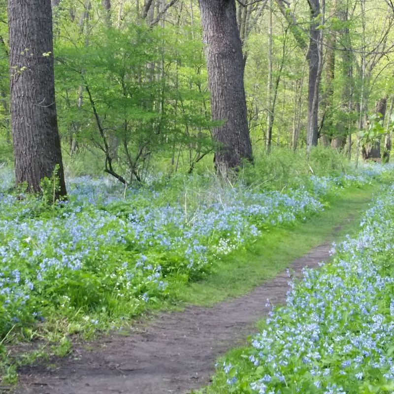 Carley State Park Trails
