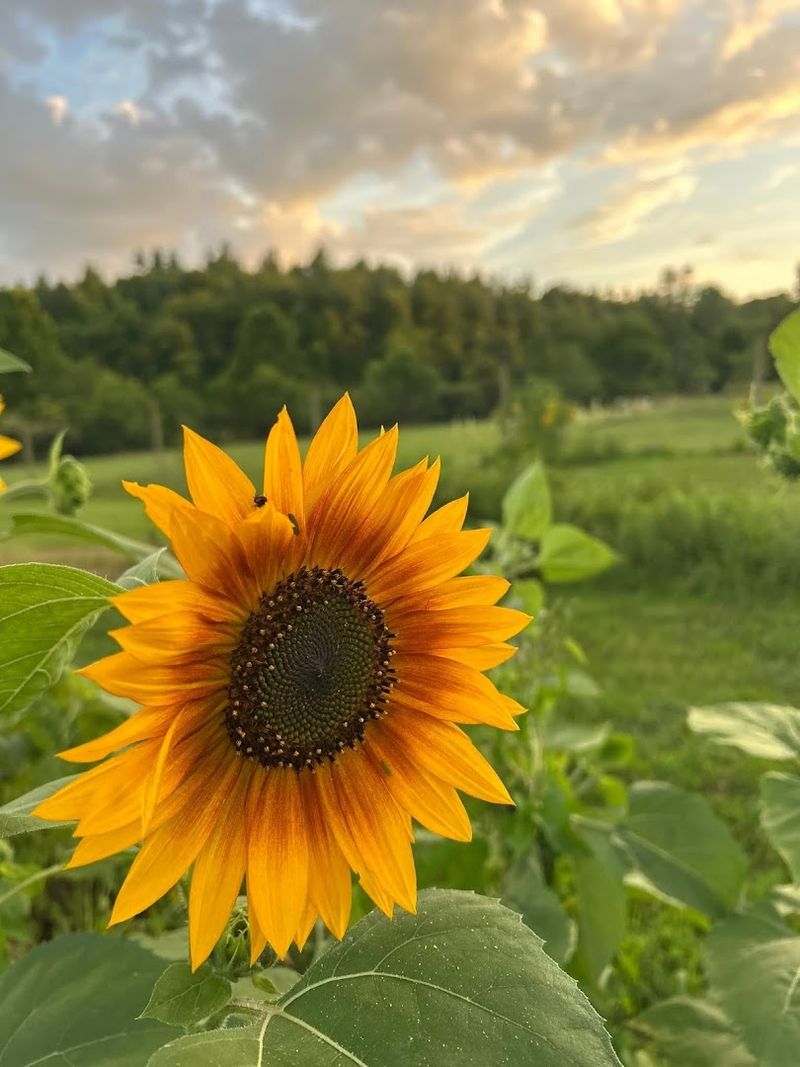 Crooked Mountain Flower Farm