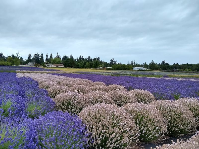 Sequim