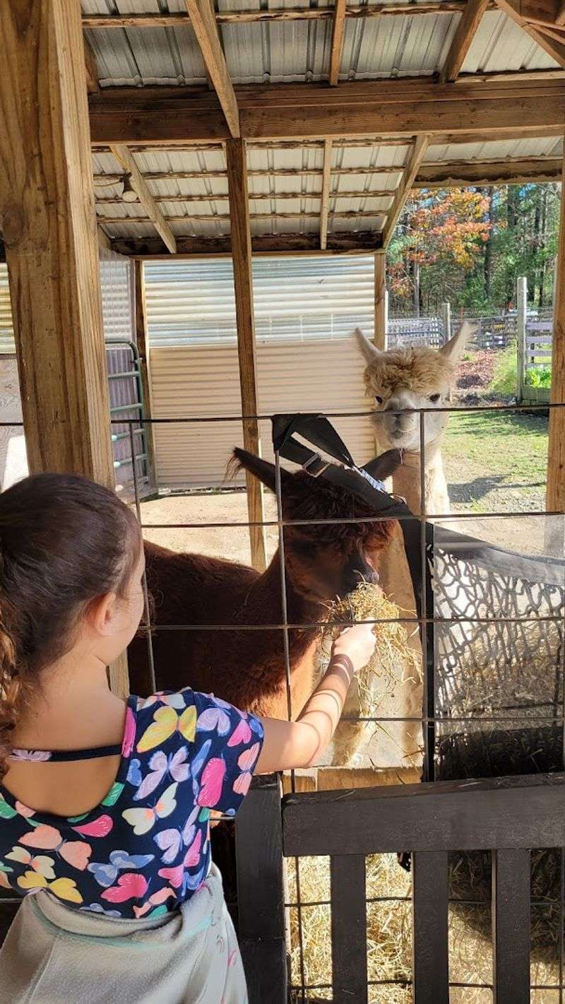 This Connecticut Alpaca Farm Is The Cozy Escape Locals Should Know About - Decor Hint Feed Hay And Learn As You Go