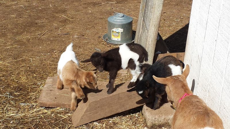 A Historic Farm With Heart