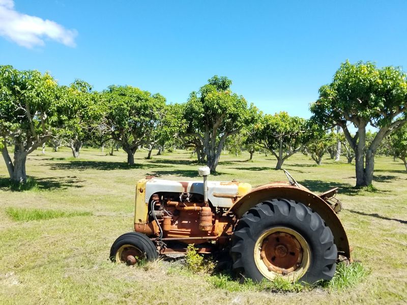 Pick Fresh Florida Mangoes And Experience Farm Life All Summer Long - Decor Hint Why This Farm Deserves A Spot On Your Summer List