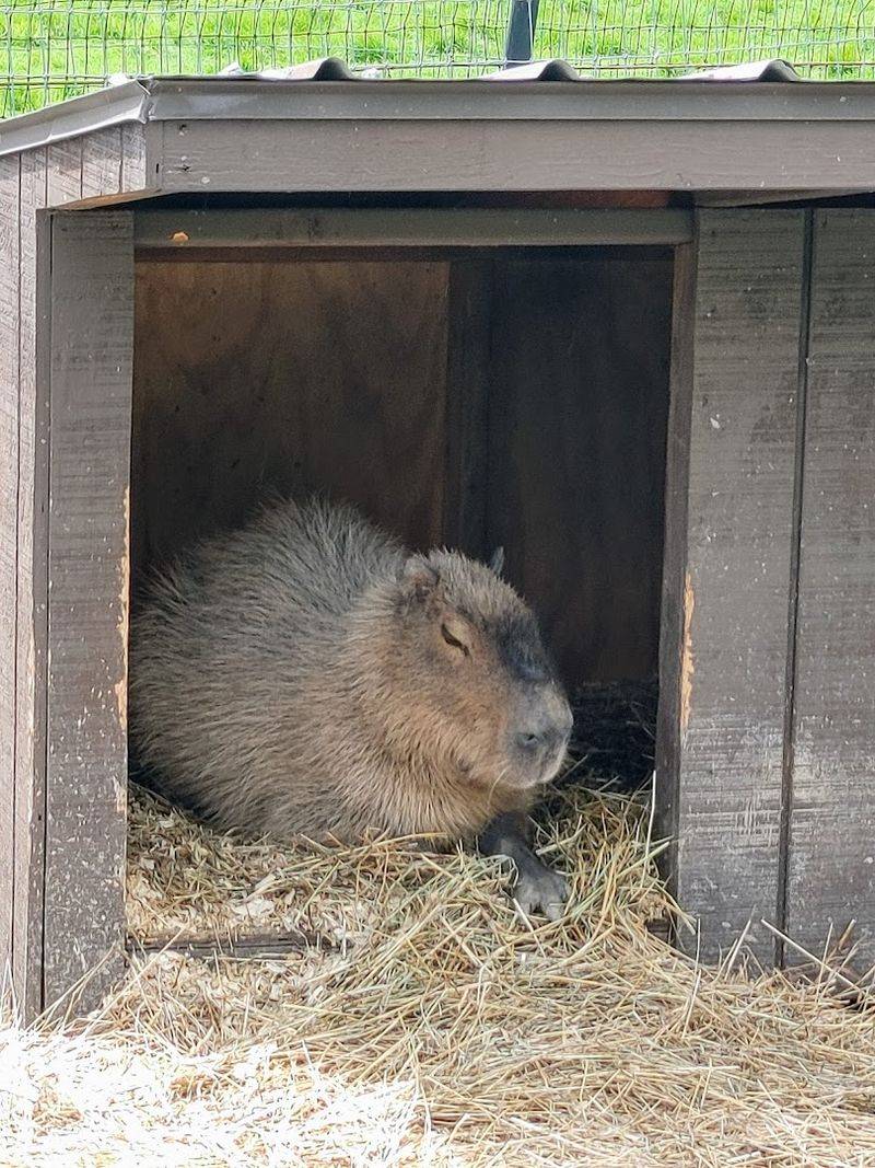 This Connecticut Animal Sanctuary Lets Visitors Meet Capybaras Face To Face - Decor Hint Hands-On Experiences Beyond The Usual Zoo