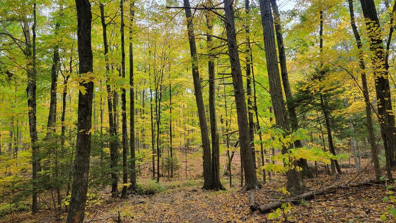 A Scenic Escape Close To Town