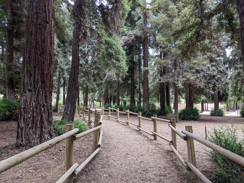 Carbon Canyon Regional Park Redwood Grove