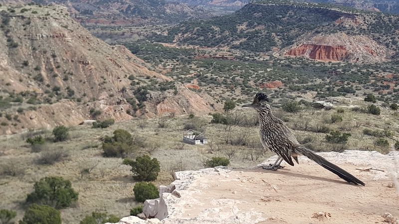 Wildlife Surprises Around Every Bend