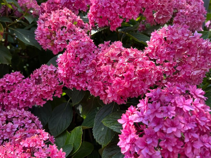 North Carolina's Most Beautiful Hydrangea Gardens Are Blooming Right Now - Decor Hint JC Raulston Arboretum