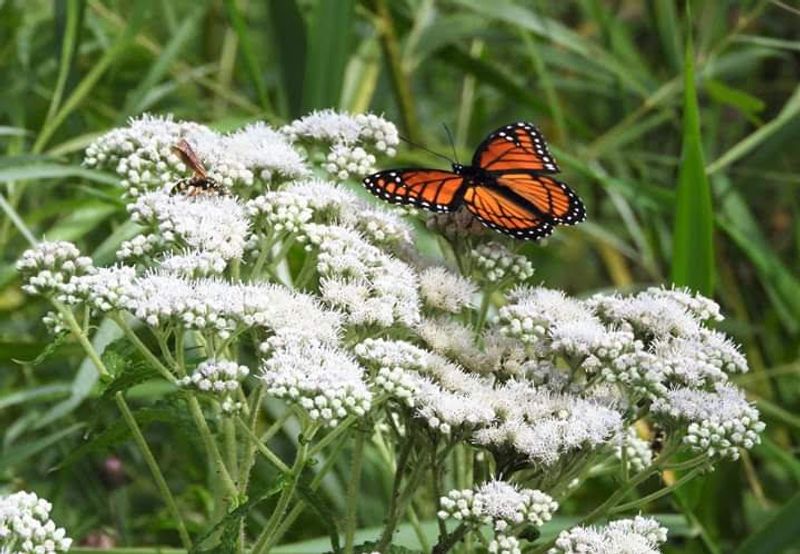 Wildflowers That Deserve Their Own Photography Session