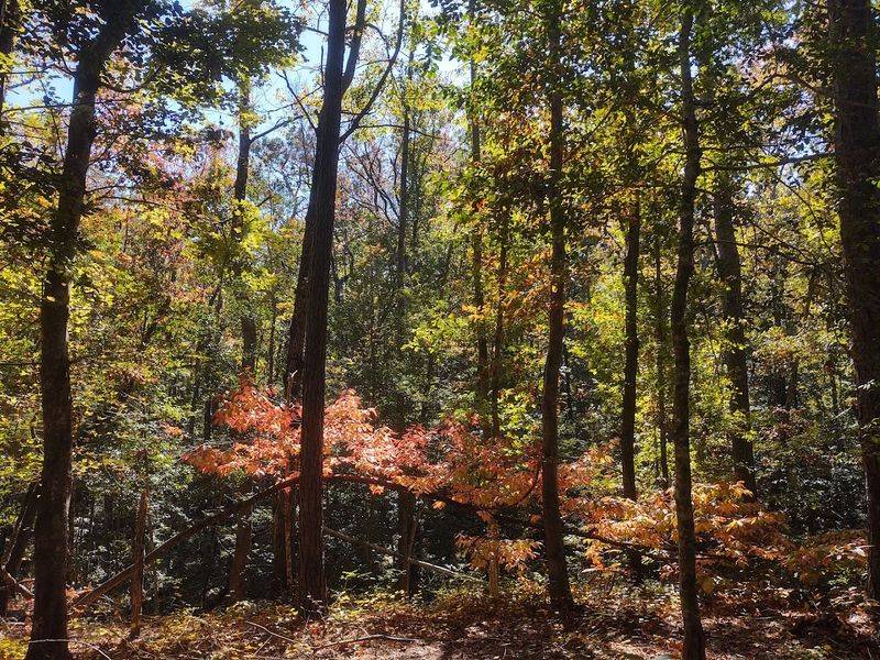 Croatan's Coastal Forest Feels Different From Any Mountain Trail
