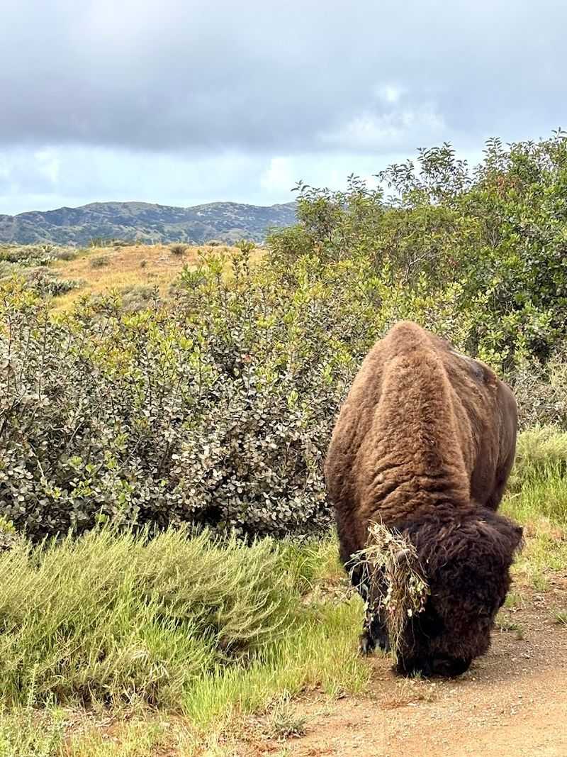 Two Harbors Offers A Different Angle On Bison Territory