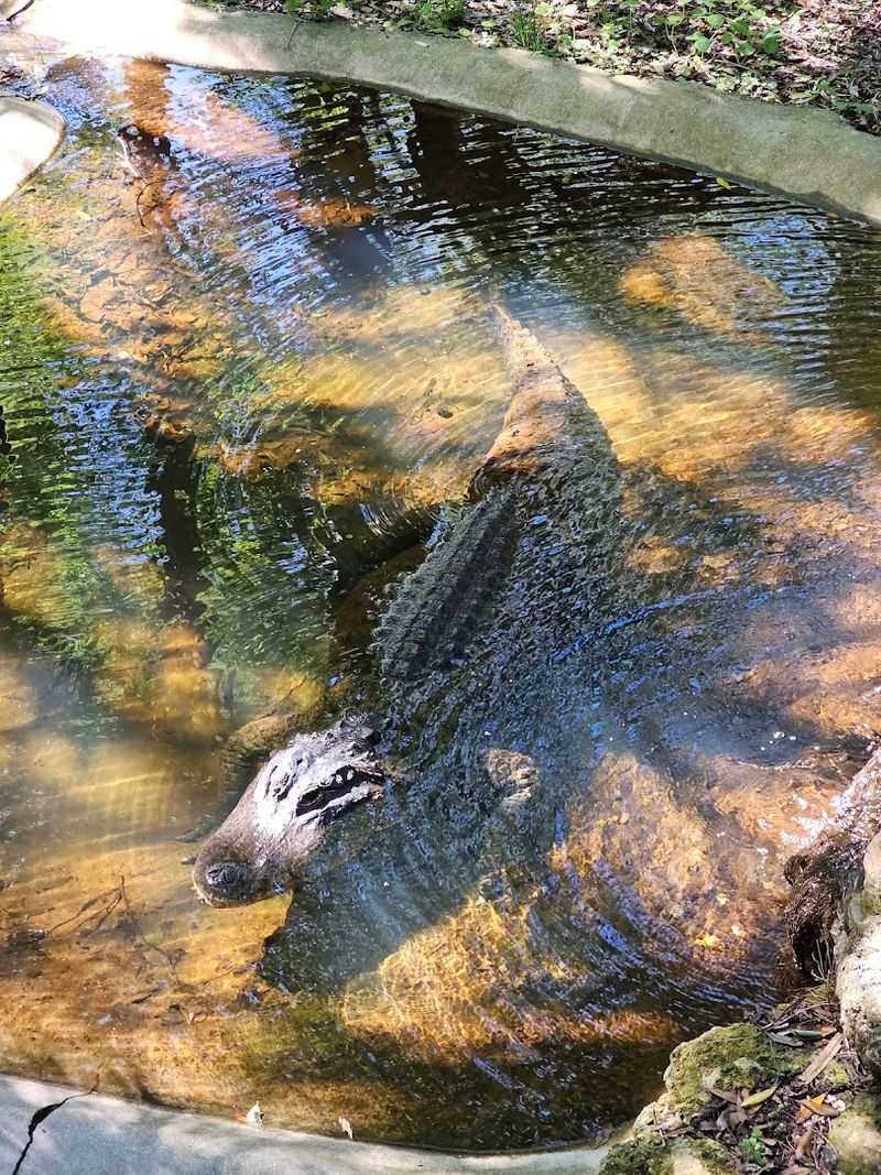 Reptiles And The Fascinating Wildlife Loop