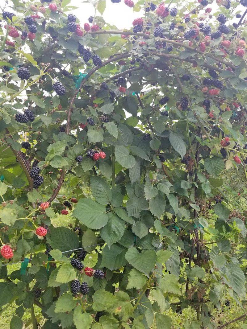 This North Carolina Farm Turns Summer Blackberry Picking Into A Sweet Little Adventure - Decor Hint Thornless Rows Make The Adventure A Little Easier