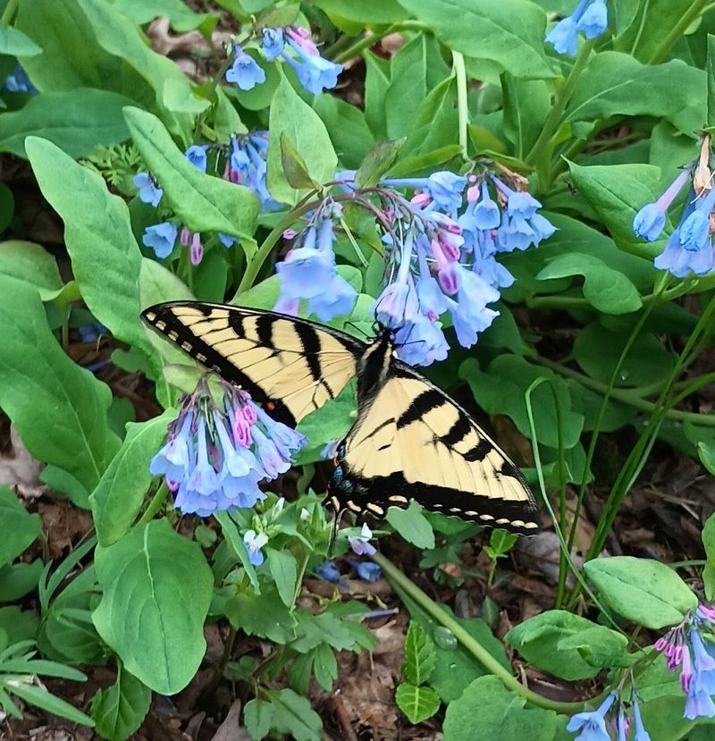 These 9 Tennessee Gardens Were Made For Slow Strolls And Quiet Moments - Decor Hint Reflection Riding Arboretum And Nature Center, Chattanooga