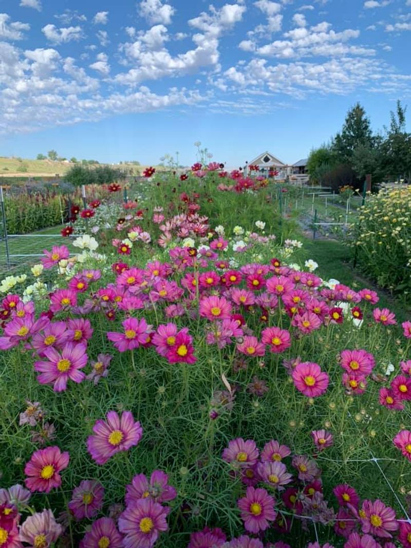 This Idaho Flower Farm Turns June Into A Colorful Country Escape - Decor Hint Rows Of Blooms Make The Drive Feel Sweeter Than Expected