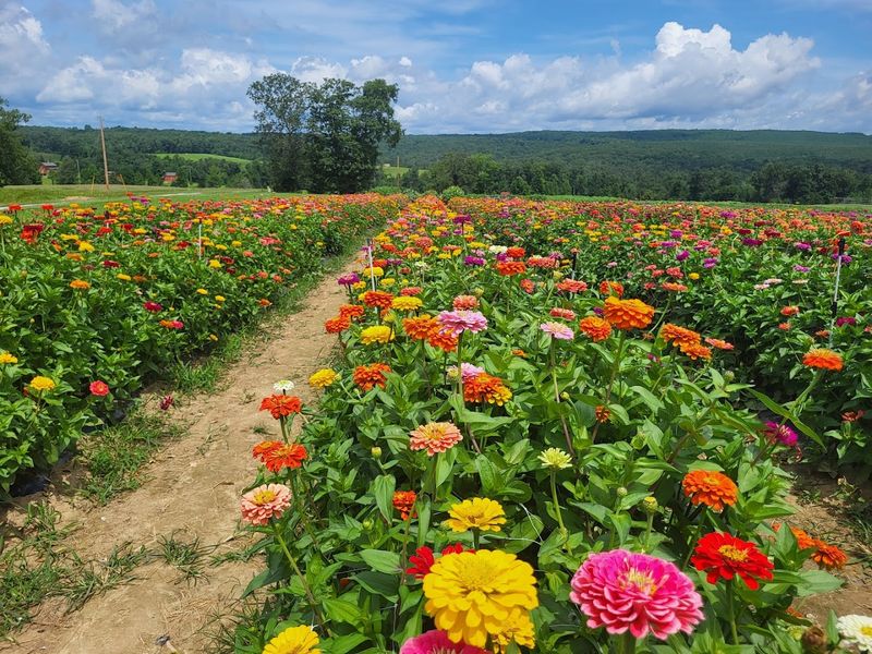 Flat Top Mountain Farm
