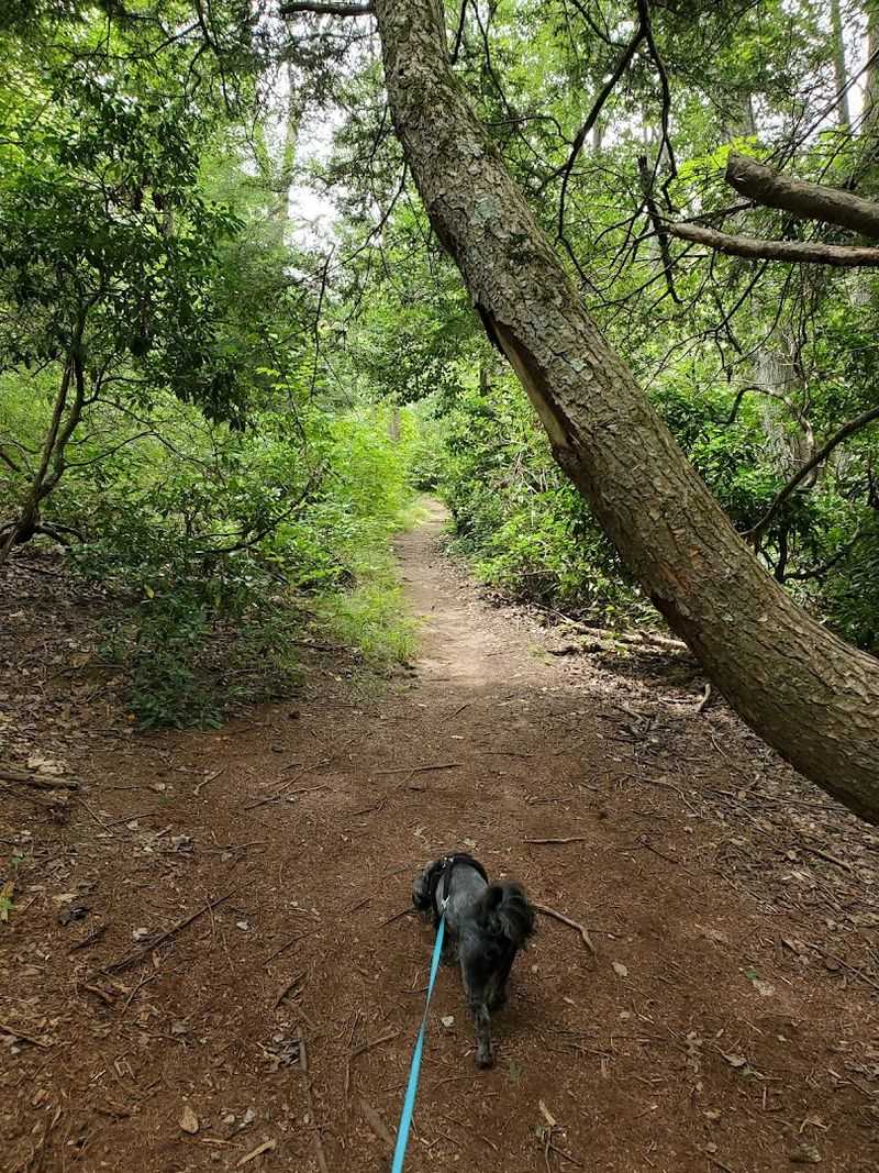 These Peaceful Connecticut Loop Trails Feel Like A Hidden Woodland Escape - Decor Hint Three Loops With Easy Variety