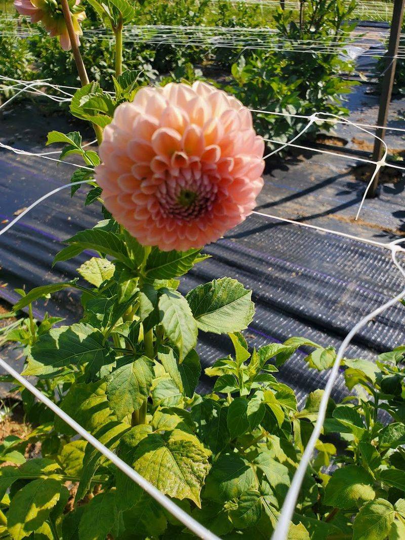 This North Carolina Flower Farm Has Dahlia Rows That Look Almost Too Pretty To Pick - Decor Hint U-Pick Flowers Feel More Like A Slow Mountain Outing