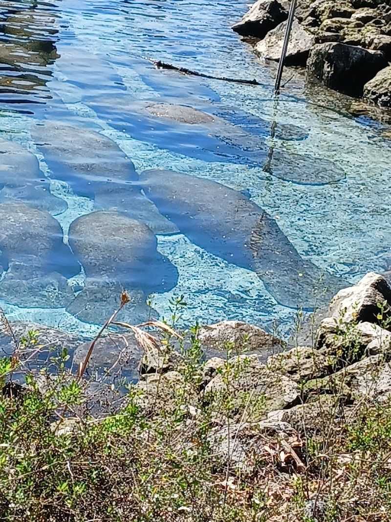 Crystal River National Wildlife Refuge