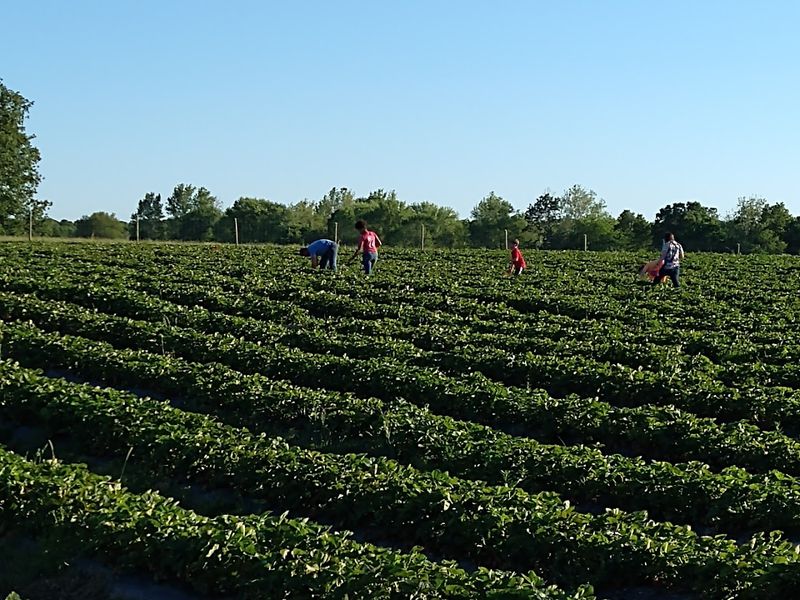 Blackberry Picking With Zero Back Pain
