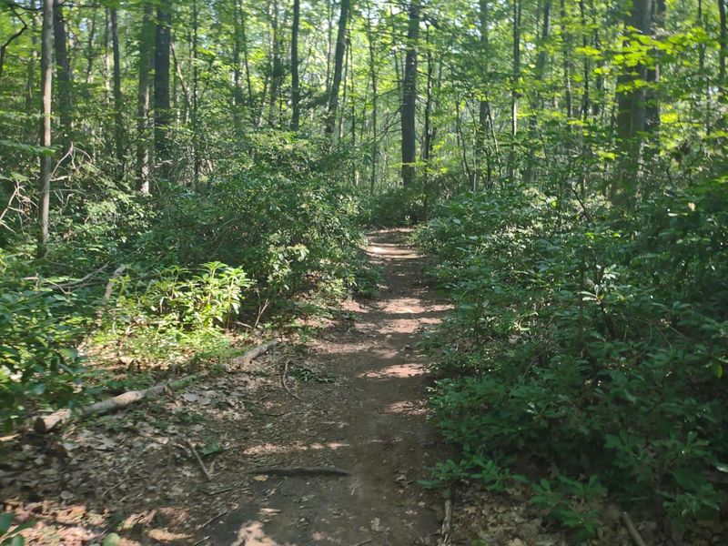 West Rock Ridge State Park, New Haven