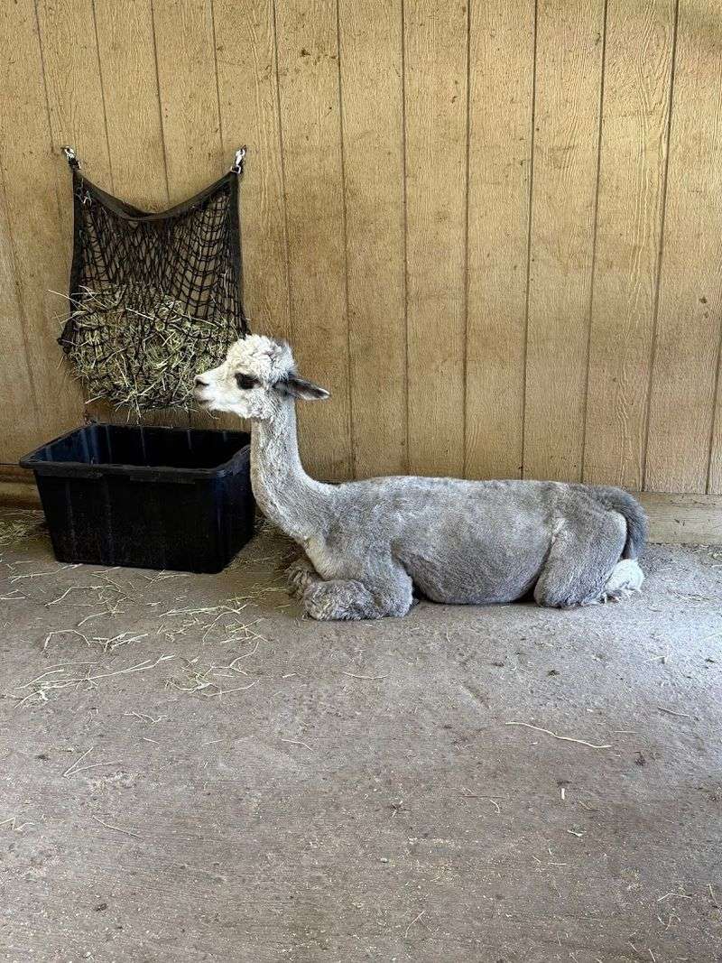 This Connecticut Alpaca Farm Is The Cozy Escape Locals Should Know About - Decor Hint Meet The Alpacas Up Close