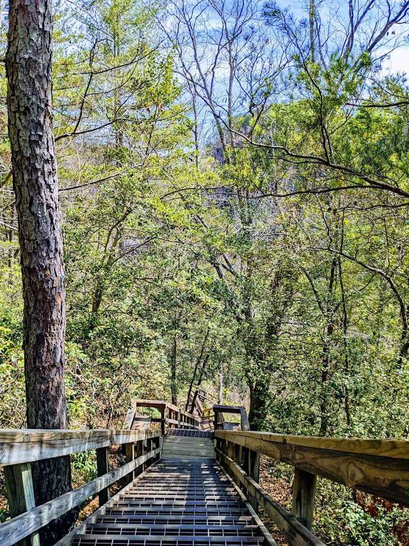 Pet-Friendly Rim Trails For Dog Owners