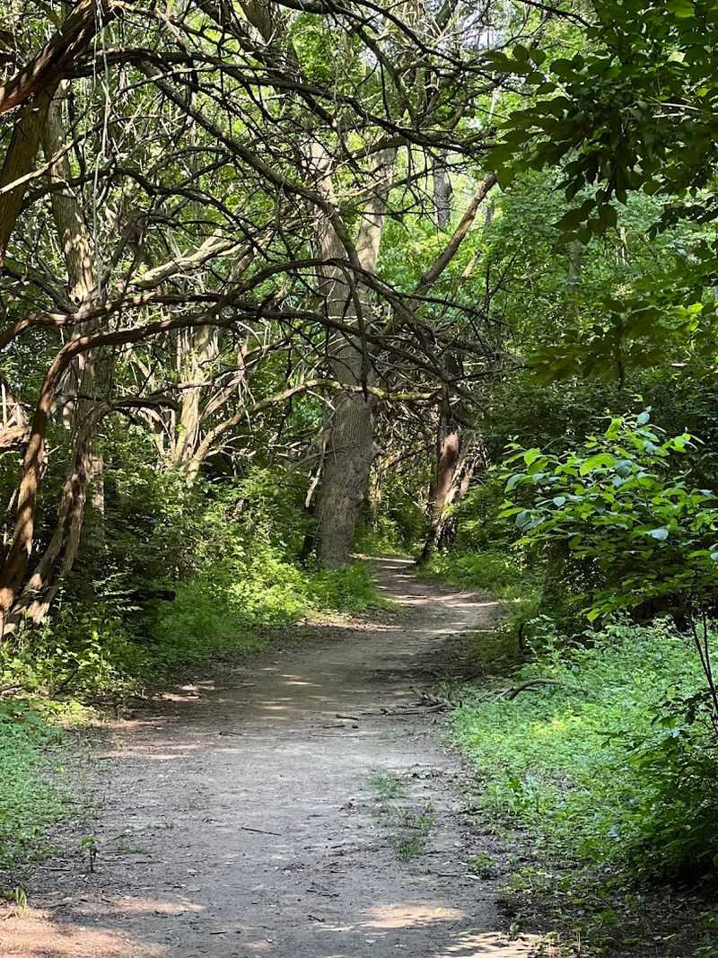 Swamp Forest Trail, Lums Pond State Park, Bear