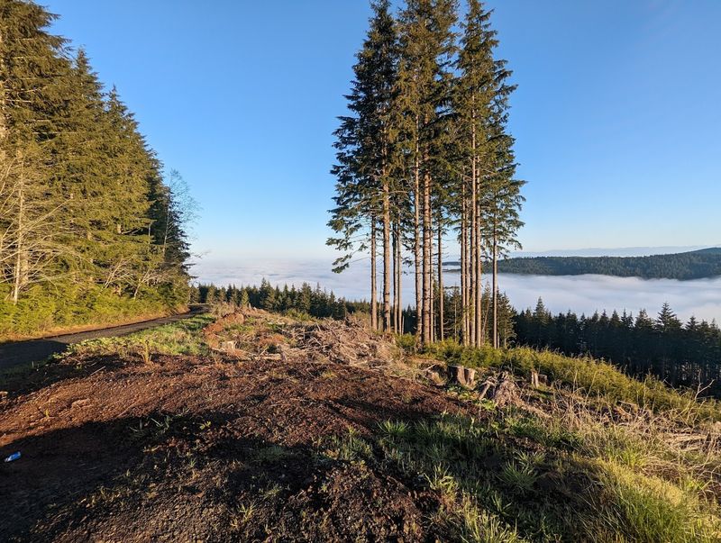 Capitol State Forest 