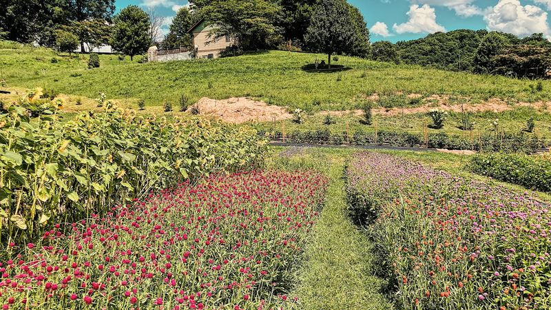 This North Carolina Flower Farm Has Dahlia Rows That Look Almost Too Pretty To Pick - Decor Hint The Separate Dahlia Area Adds To The Treasure-Hunt Feeling