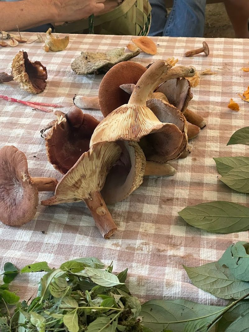 This North Carolina Foraging Tour Lets You Hunt For Wild Mushrooms In The Asheville Woods - Decor Hint Turn An Asheville Food Trip Into Something Much Wilder