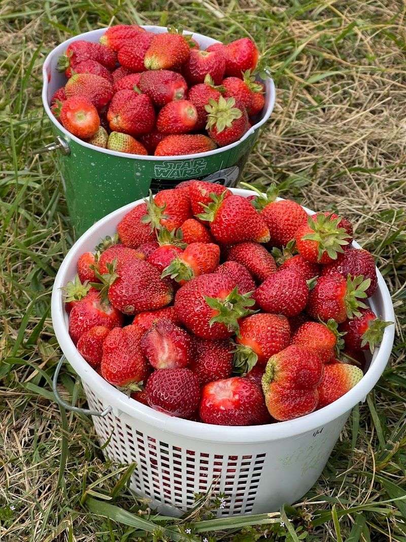 What To Do With All Those Strawberries Once You Get Home