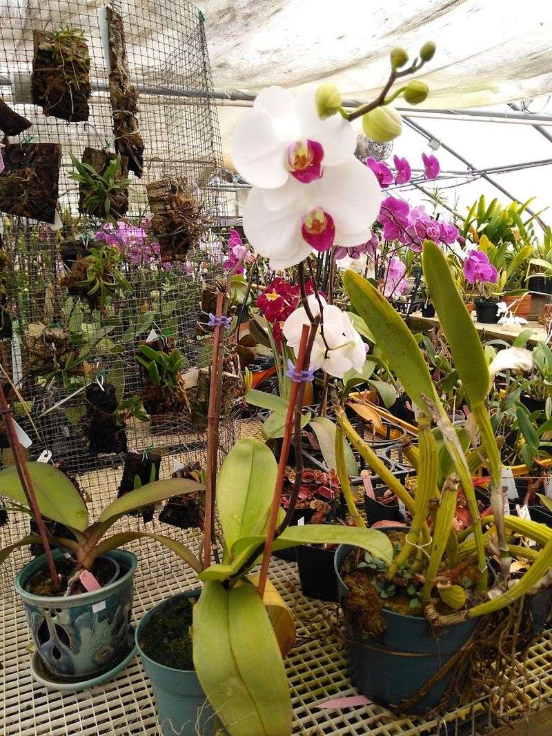 Ask Which Orchid Is Actually Beginner-Friendly