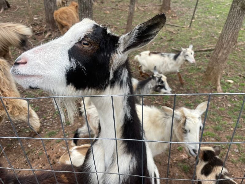 The Goats Want Attention Too